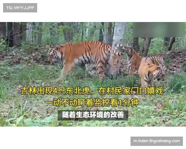 吉林东北虎外援摩尔27分 姜伟泽20+7后场双枪难阻失利 吉林东北虎外援摩尔27分 姜伟泽20+7后场双枪难阻失利